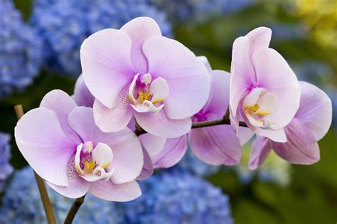 Flower Of Orchids