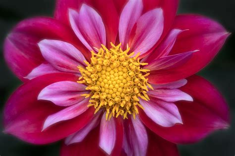 Flower Photography Composition