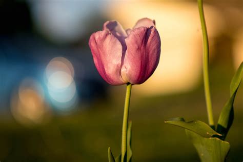 Flower Photography Lighting