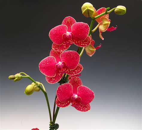 Flower Red Orchids