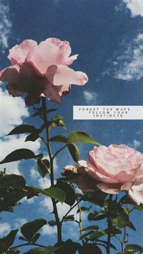 Flower Rose Quotes Tumblr