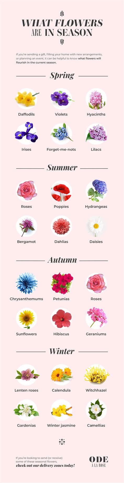 Flower Season Chart