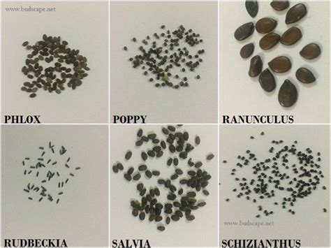 Flower Seed Seed Identification Chart