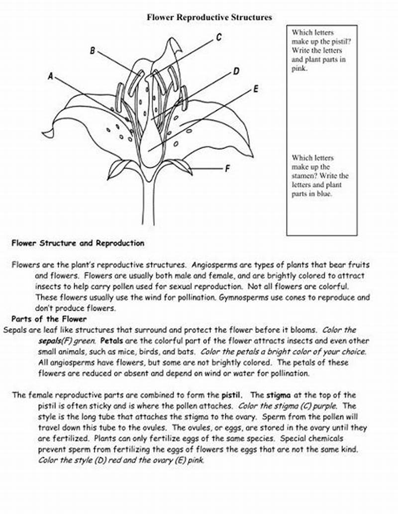 Flower Structure And Reproduction Coloring Answers