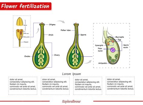Flower Uterus Drawing and Fertilization