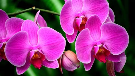 Flower Wallpaper Orchids