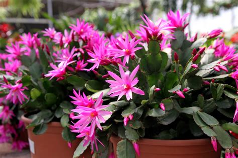 Flowering Easter Cactus