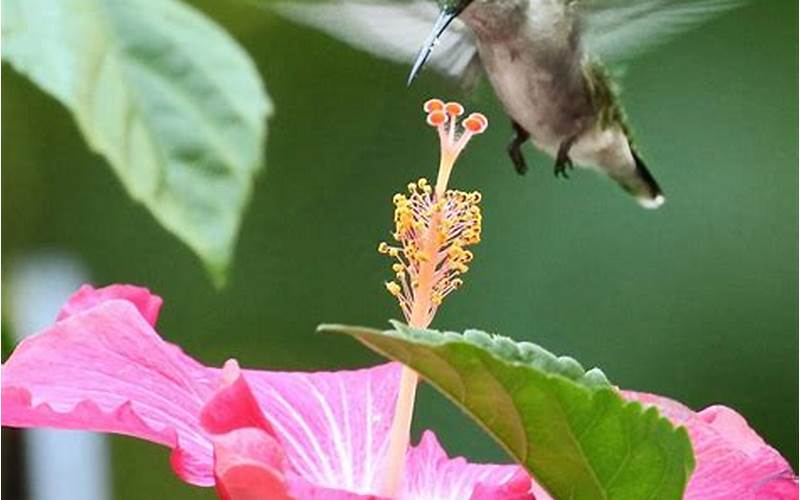 flowers to attract hummingbirds