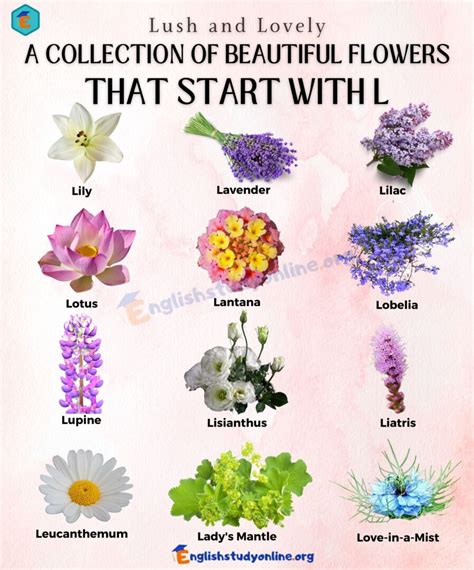 Flowers Starting With L