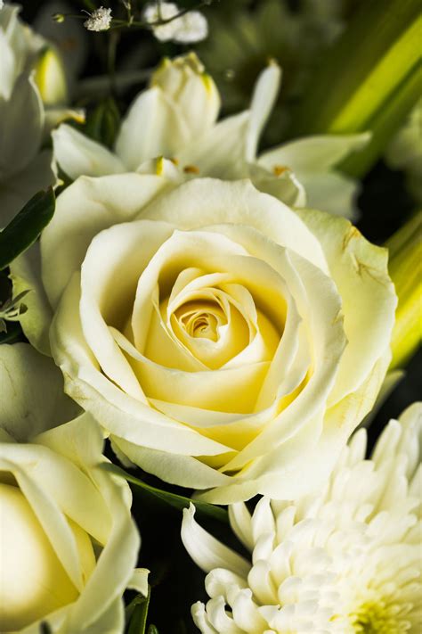 Flowers for Specific Sentiments