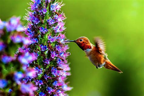 Vibrant flowers that attract hummingbirds