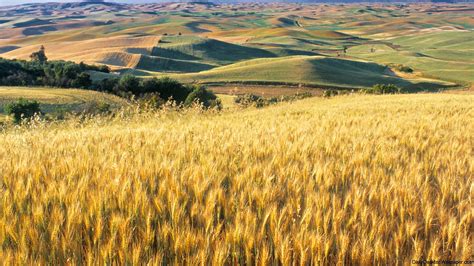 Flowing Fields