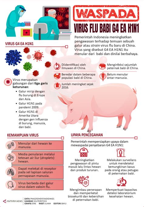 Wabah flu babi tewaskan 33 orang di Iran BBC Indonesia