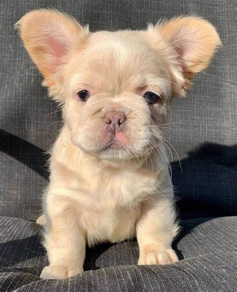 Fluffy Frenchie Puppy