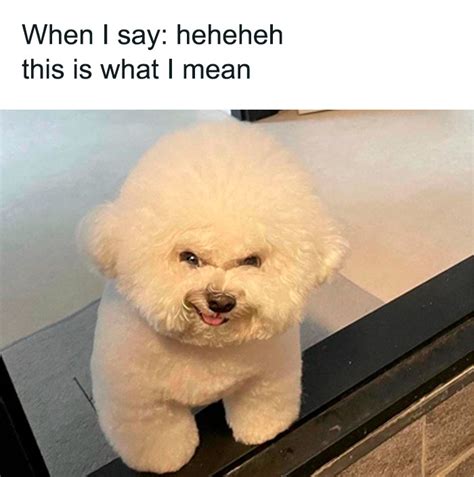 Fluffy White Dog Meme