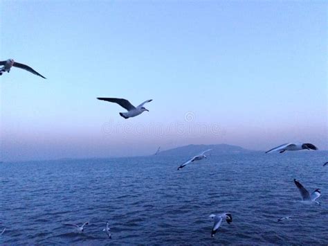 Fly Back Home