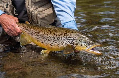Fly Fishing Techniques for Brown Trout
