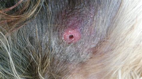 Detection and Treatment of Fly Larvae Infestation in Dogs