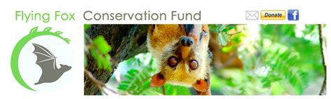Flying Fox Conservation
