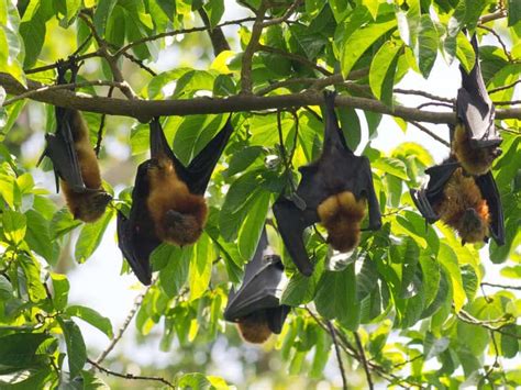 Flying Fox Tour Children