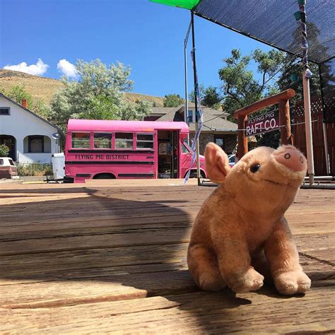 Flying Pig Adventures Yellowstone