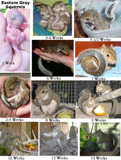 Flying Squirrel Age Chart