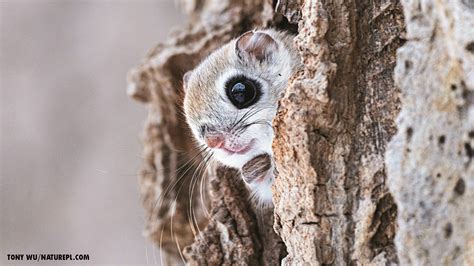 Flying Squirrel Image