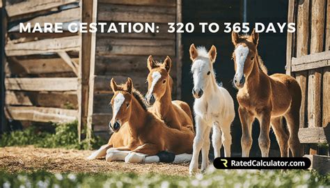 Calculate Your Foal's Due Date Easily with Our Foal Due Date Calculator