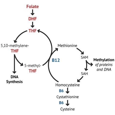 Folate and B12