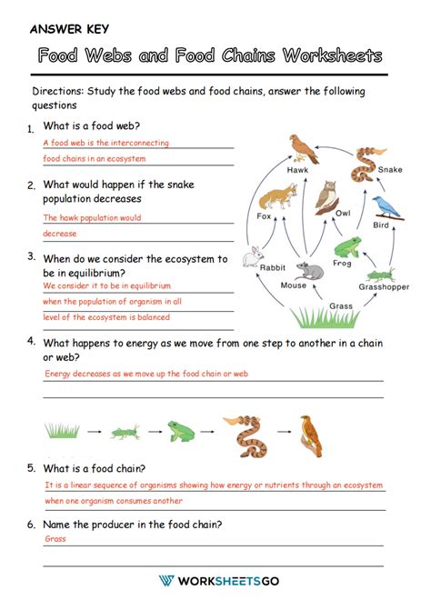 Food Chain And Food Web Worksheet Answer Key - Vegandivas NYC