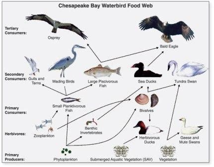 Food Web-to go with http://www.ducksters.com/science/ecosystems/food