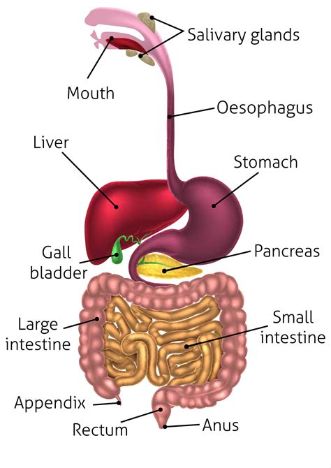 Food and Digestion