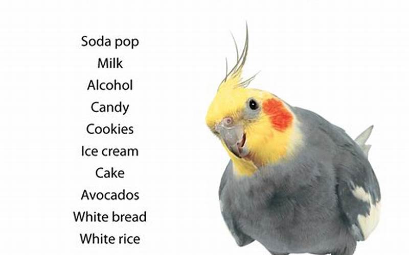 Foods To Avoid Feeding Cockatiel