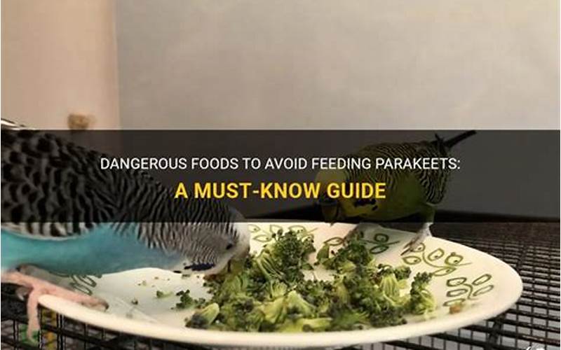 Foods To Avoid Feeding Parakeets