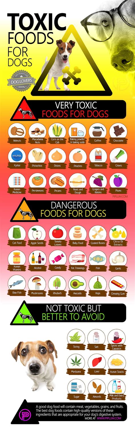 Protect Your Fur Baby: Beware of These Deadly Foods for Your Precious Dogs