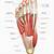 Foot Muscle Anatomy