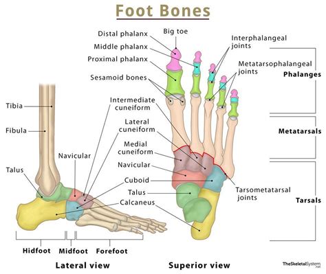 Foot Bone Anatomy Chart