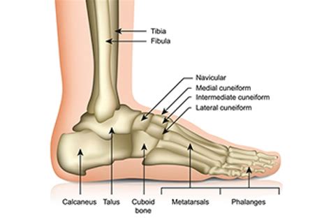 Foot Bones: Function, Disorders & Relief