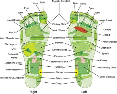 Foot