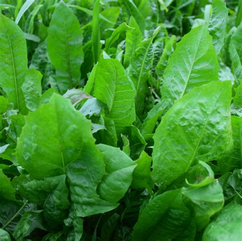 Forage Chicory Seed