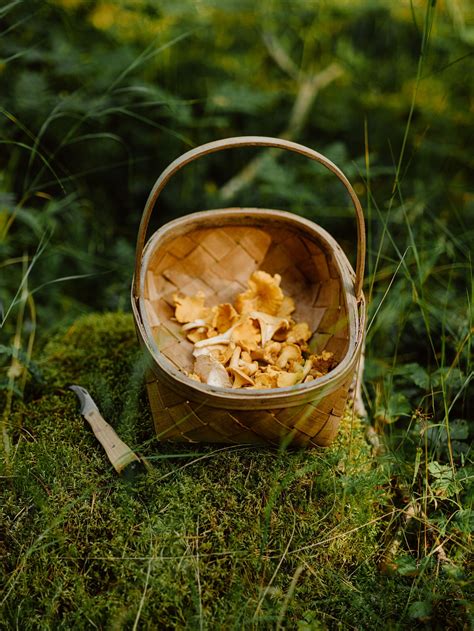 Foraging Experience Sweden