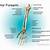 Forearm Bone Anatomy