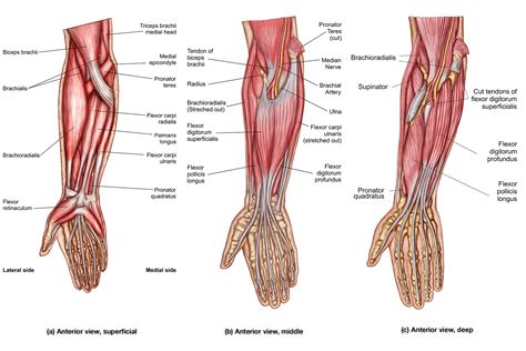 Forearms Muscles
