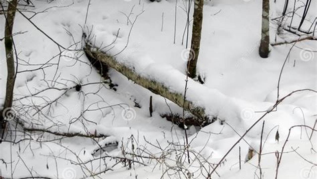 Forest Remains Buried In Snow And Ice With No Sign Of The Cold Letting Up., 2024