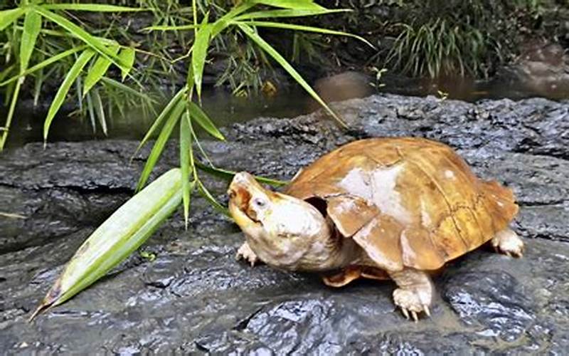 Forest Turtle Conservation Tips