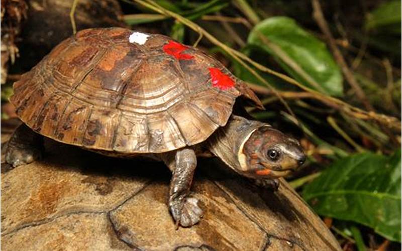 Forest Turtle Conservation