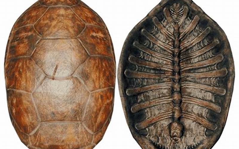 Sons of the Forest Turtle Shell: Understanding the Importance of Conservation