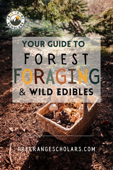 Forest Foraging Recommendations