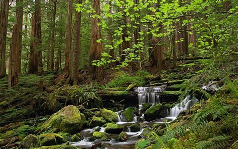 Forest Landscape Definition