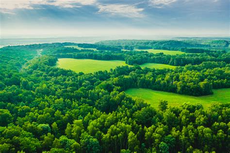 Forest Landscape Ecology